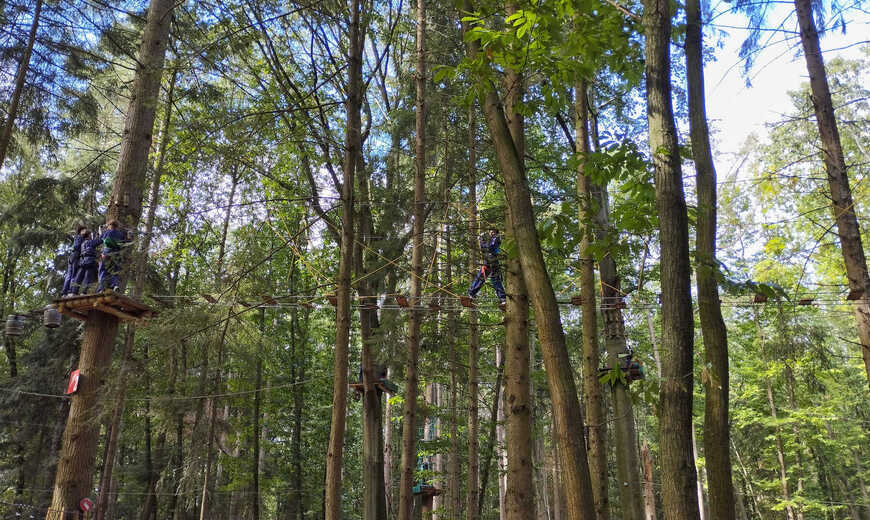 Door de bomen
